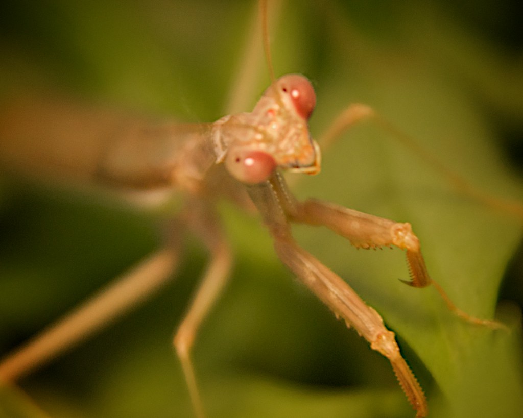 Praying Mantis, Yellow Gel Modeling Light My Daughter and … Flickr