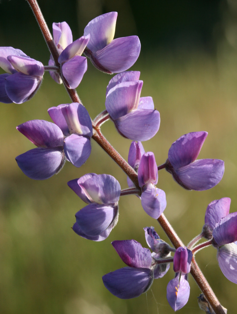 Lupine Photographed in Edgewood County Park near Redwood C… Flickr