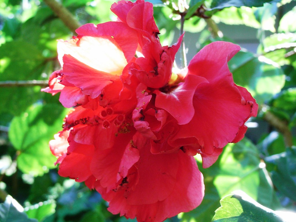 Fiji's national flower Miss_M Flickr