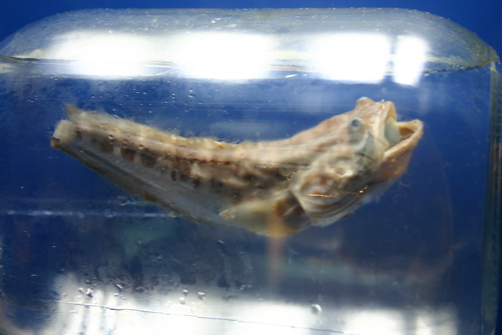 Atlantic Midshipman Porichthys plectrodon Visit my blog at… Flickr