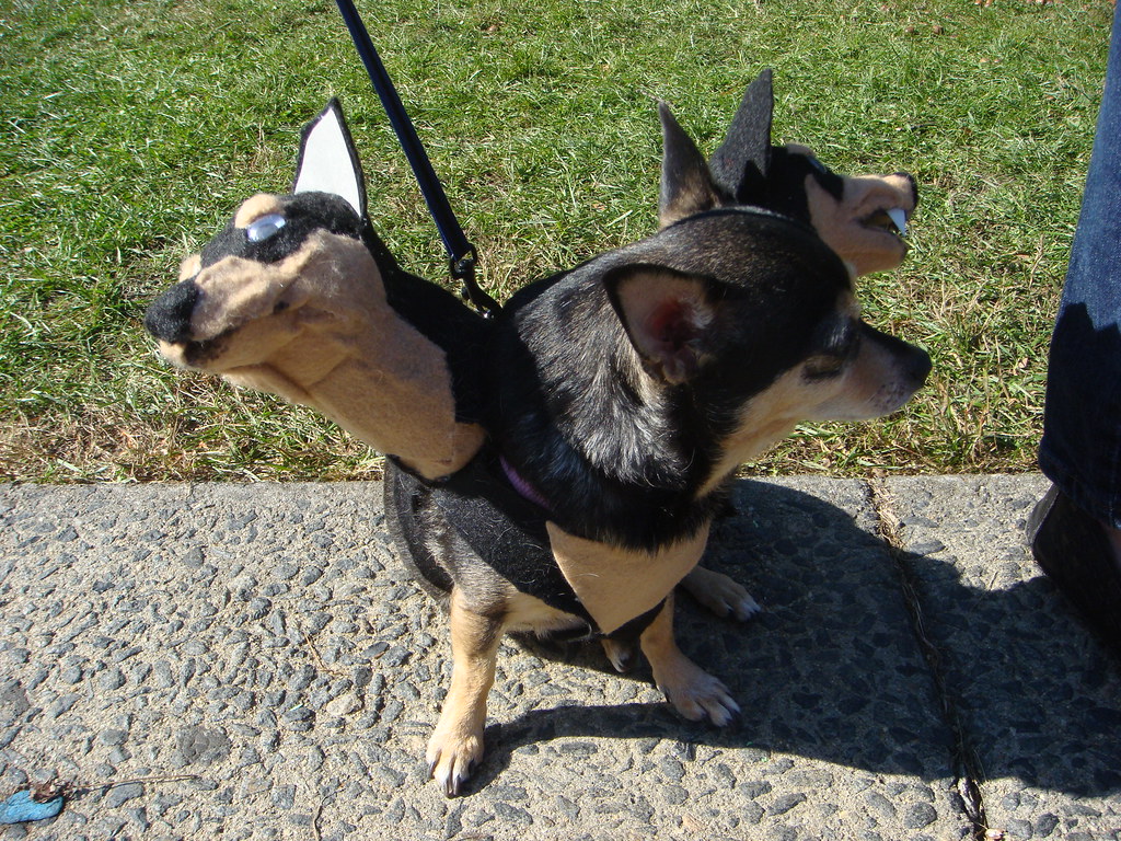 Ferocious hound guarding the gates of Hades A while back I… Flickr