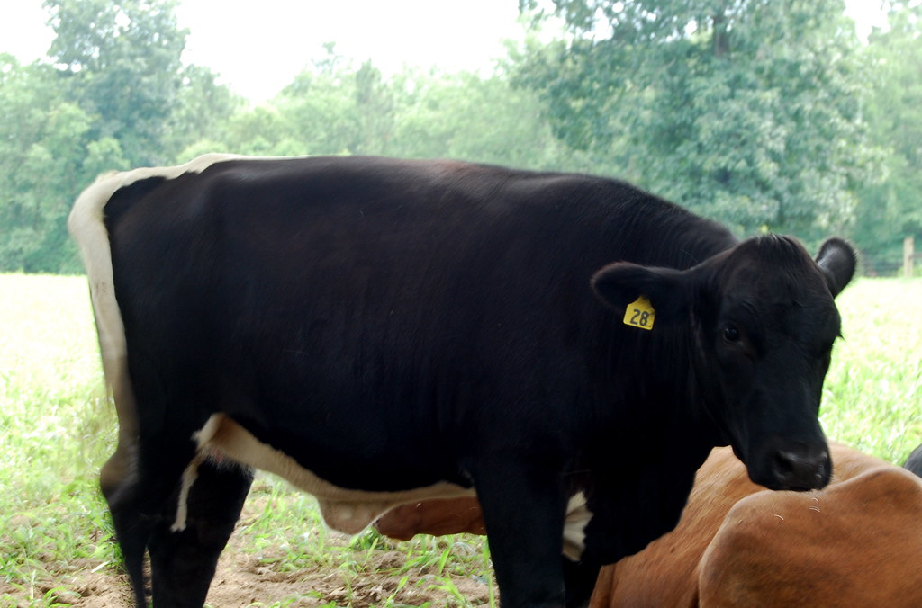 Meet skunk black cow with white stripe and white tail Flickr