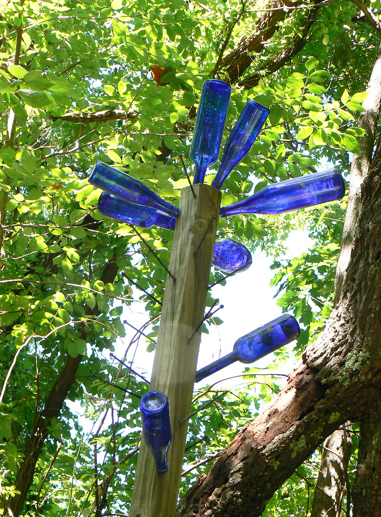 Blue Bottle Tree Seen while bicycling... This is a strange… Flickr