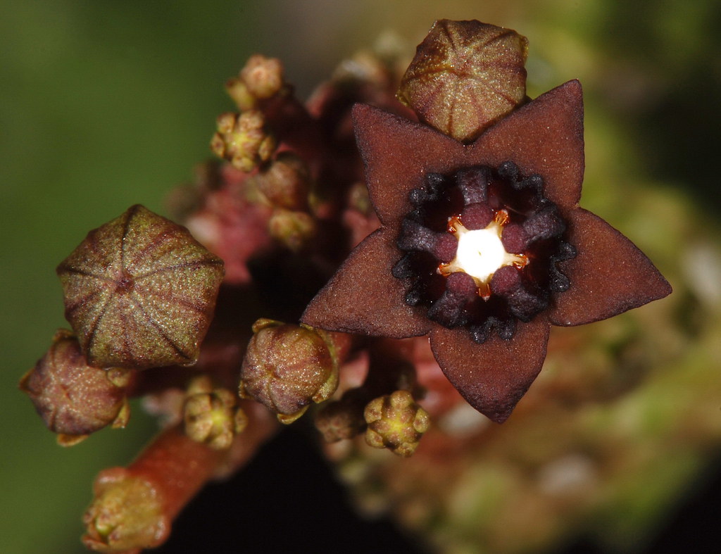 Pseudolithos dodsoniana A 2.5mm flower found in Somalia. Flickr