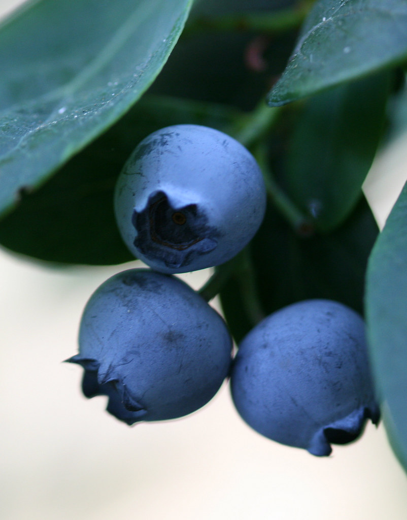 Blueberries 2 I've got my blueberries growing in large co… Flickr
