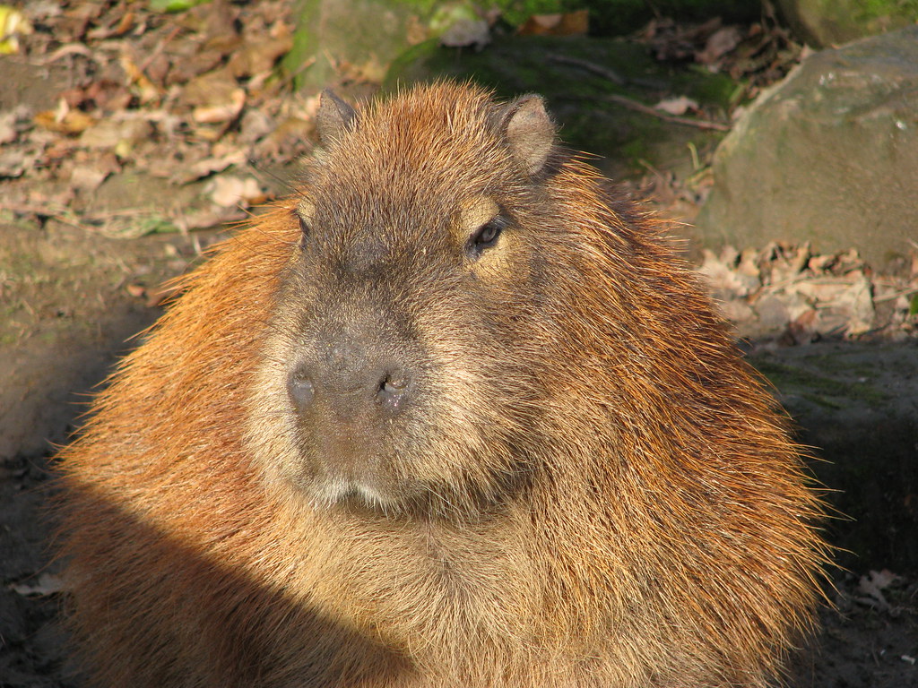 Capybara or giant gerbil? Lloyd Shove Flickr