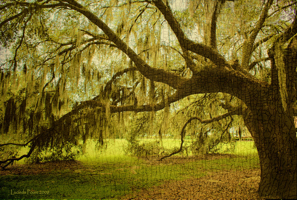 Live Oak Beaufort SC This is a grand old live oak tree t… Flickr