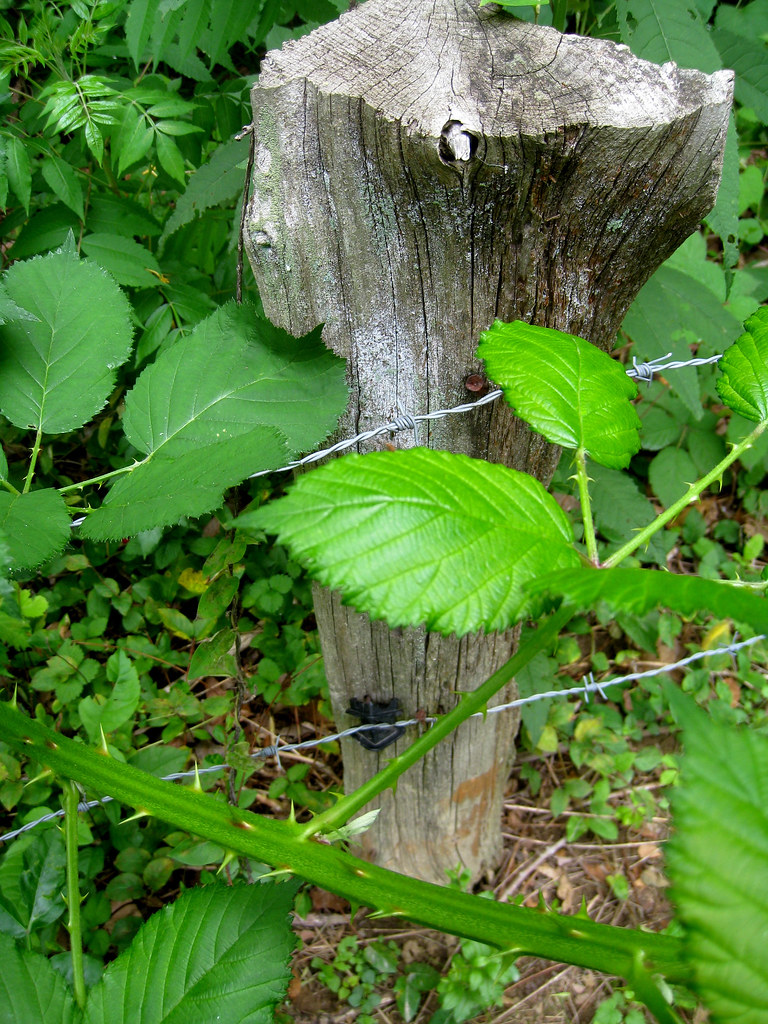 Barbed wire, barbed vine Super Fun Squirrel Flickr