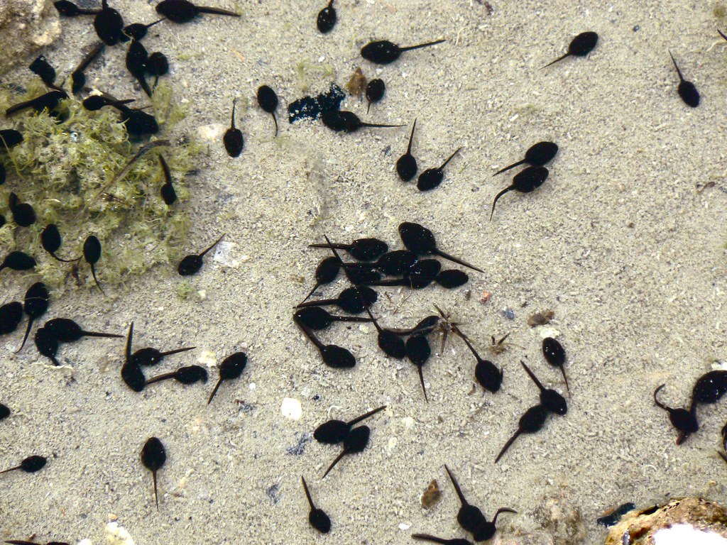 Zillions of tadpoles! Perhaps even squintillions of tadpol… Flickr