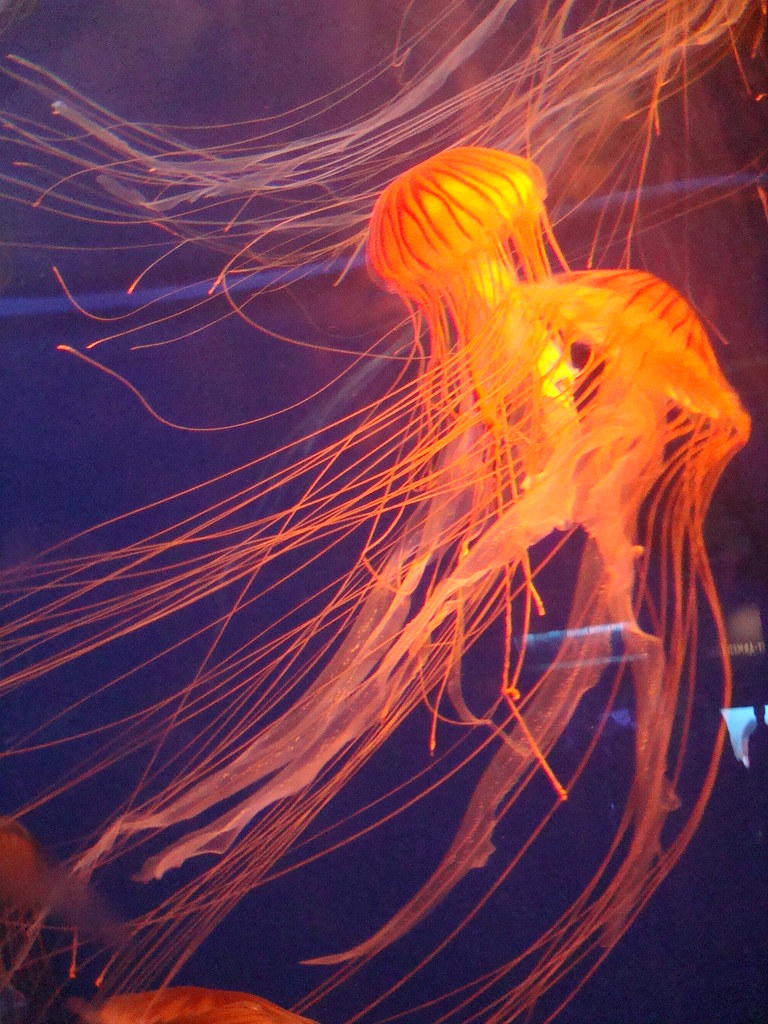 Orange Jellyfish V Taken at the Aquarium of the Pacific, C… Neil R
