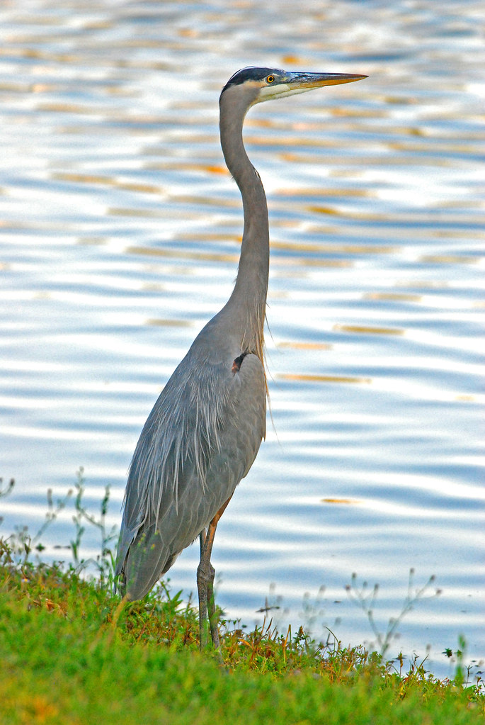 Great Blue Heron Nikkor 300mm F4 AFS w/ TC14EII Missouri… Flickr