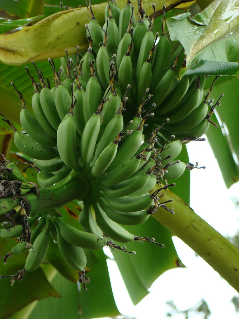 DSC05949 Banana tree on fruit farm Amazon rainforest (Peru… My Favorite Pet Sitter Flickr