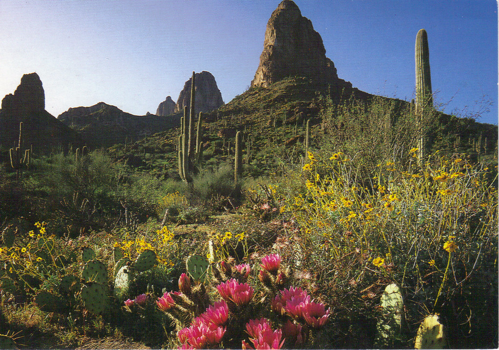 Arizona Desert in Bloom JustMeSKJ Postcards Flickr