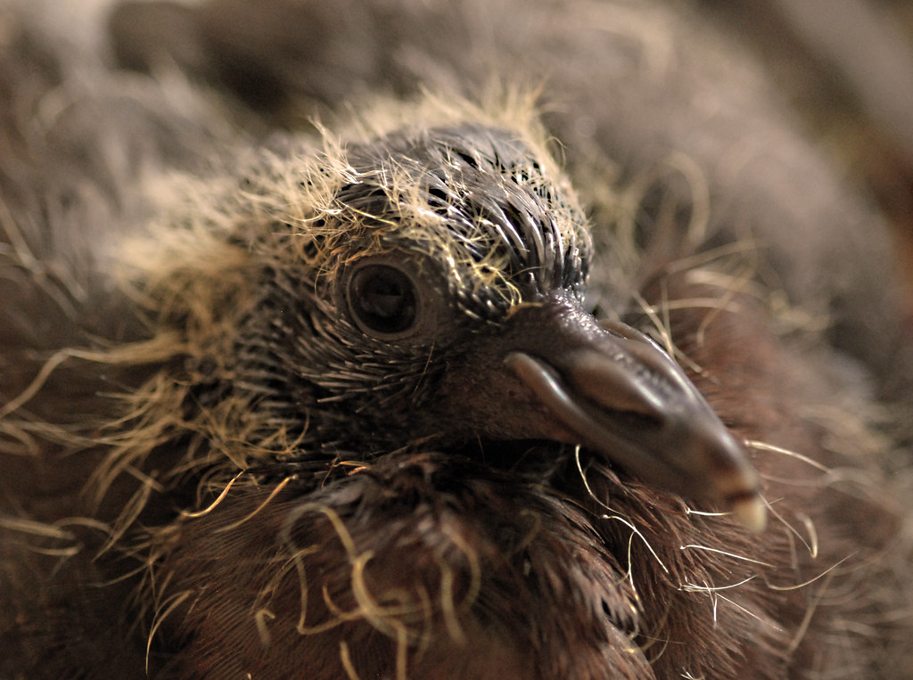 woody the baby wood pigeon sepia This is a young wood pi… Flickr