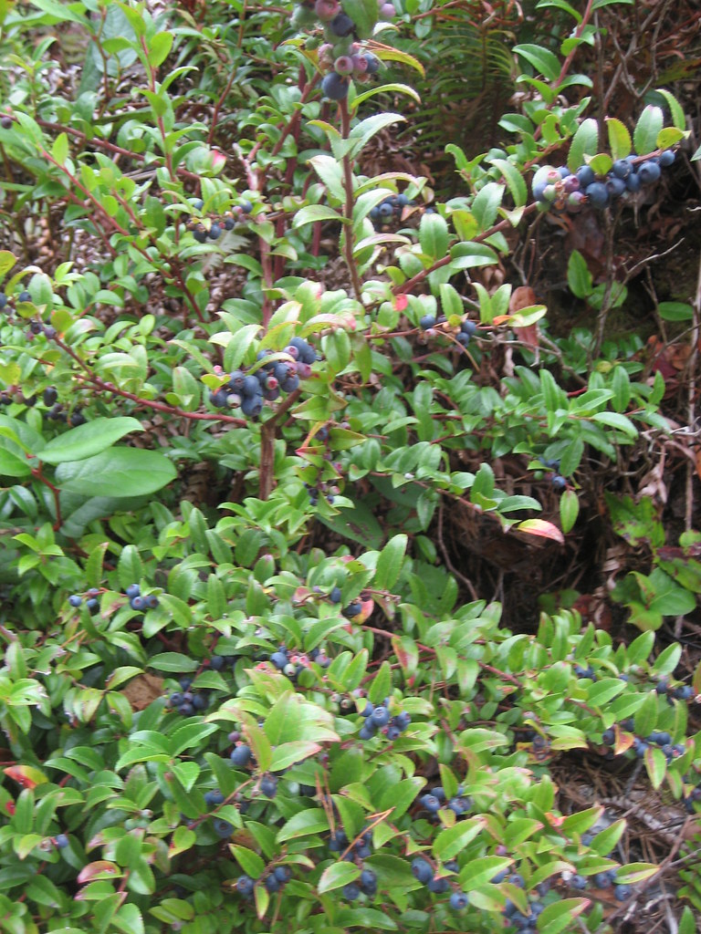 Huckleberries We found these wild growing huckleberries on… Flickr