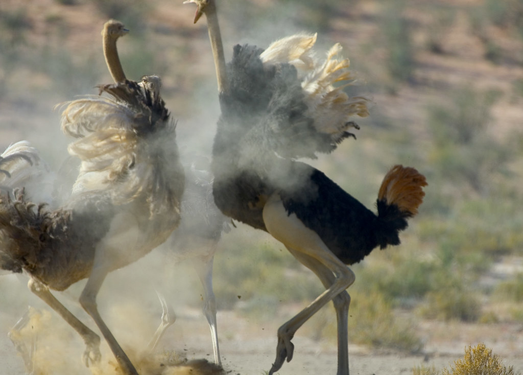 Ostriches fighting Ostrich (Struthio camelus) Kalahari, Kg… Flickr