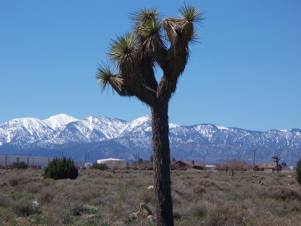 High Desert Joshua Tree, Hesperia, CA zora2008 Flickr