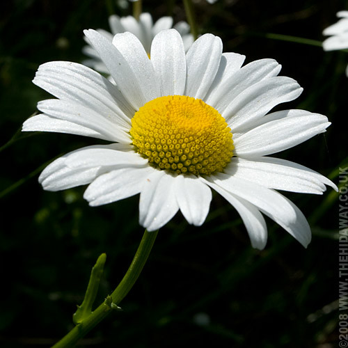 Giant Daisy A white giant daisy at Bessy's cove. Simon Bone