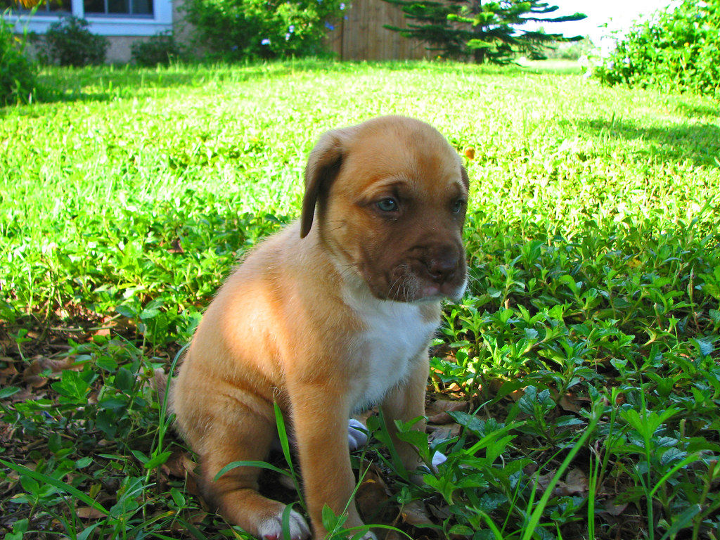 How To Train A 5 Week Old Puppy Puppy toilet training tips that will