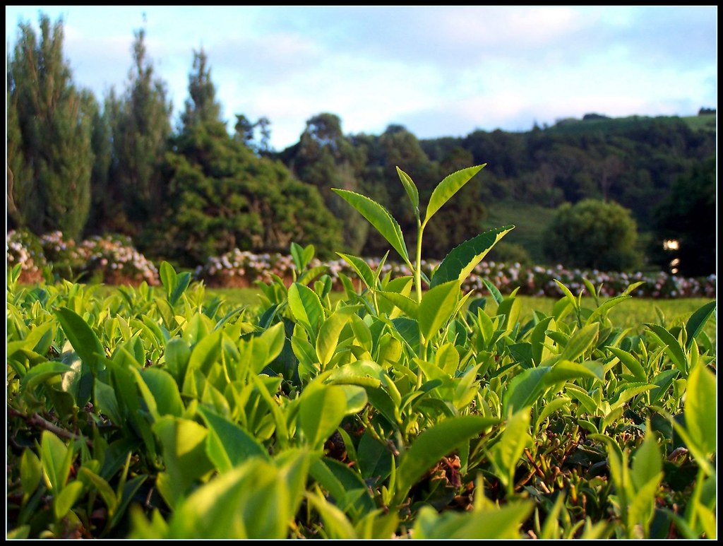 Growing Tea Leaves Growing Tea Leaves, Cha Gorreana Planta… Martino