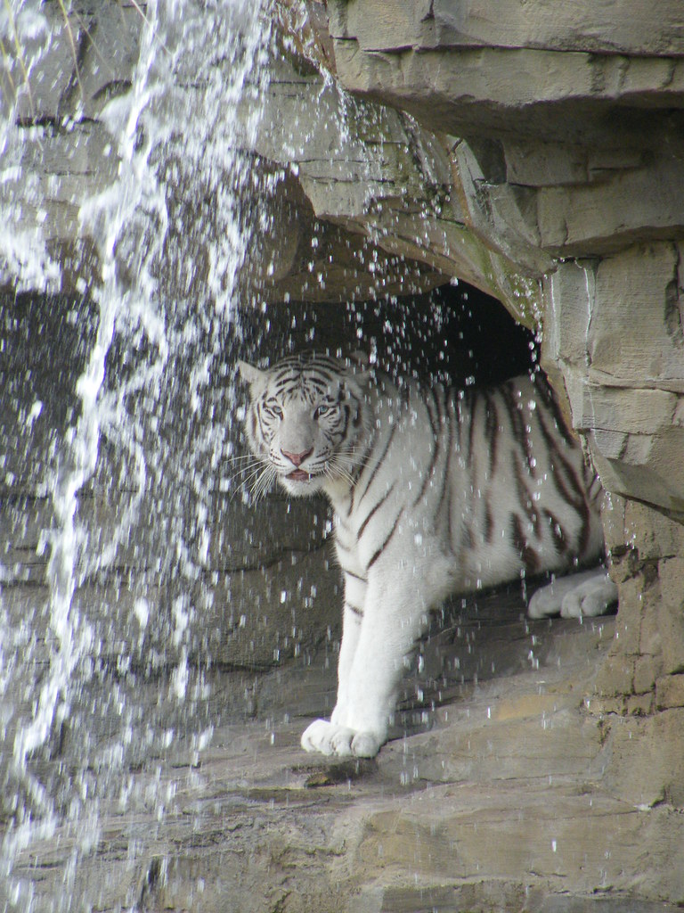 White Tiger Waterfall A White Tiger at Busch Gardens in Ta… Flickr