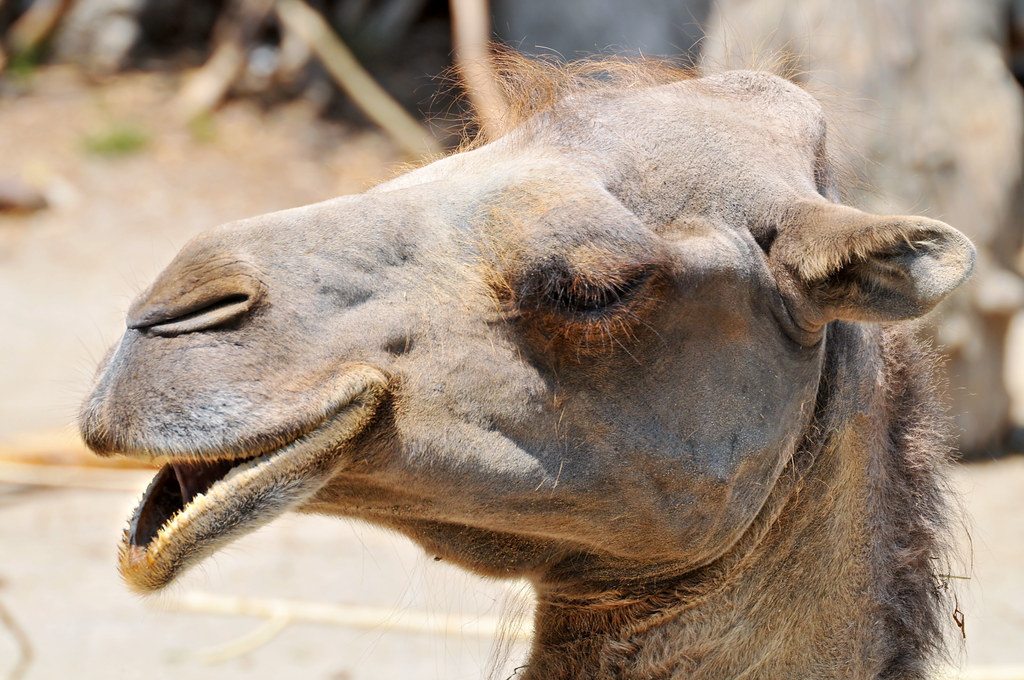 Profile of a camel Profile portrait of a camel. Looks funn… Flickr