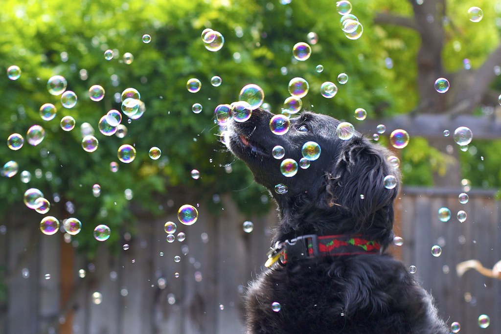Bubble Nose The white foggyfuzzy thing on the tip of Ruby… Flickr