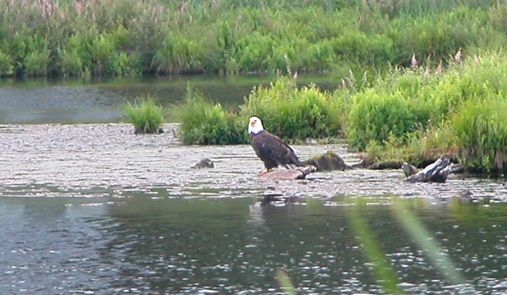 eagle on Pocono Woodland Lake, Milford, PA this shot was t… Flickr