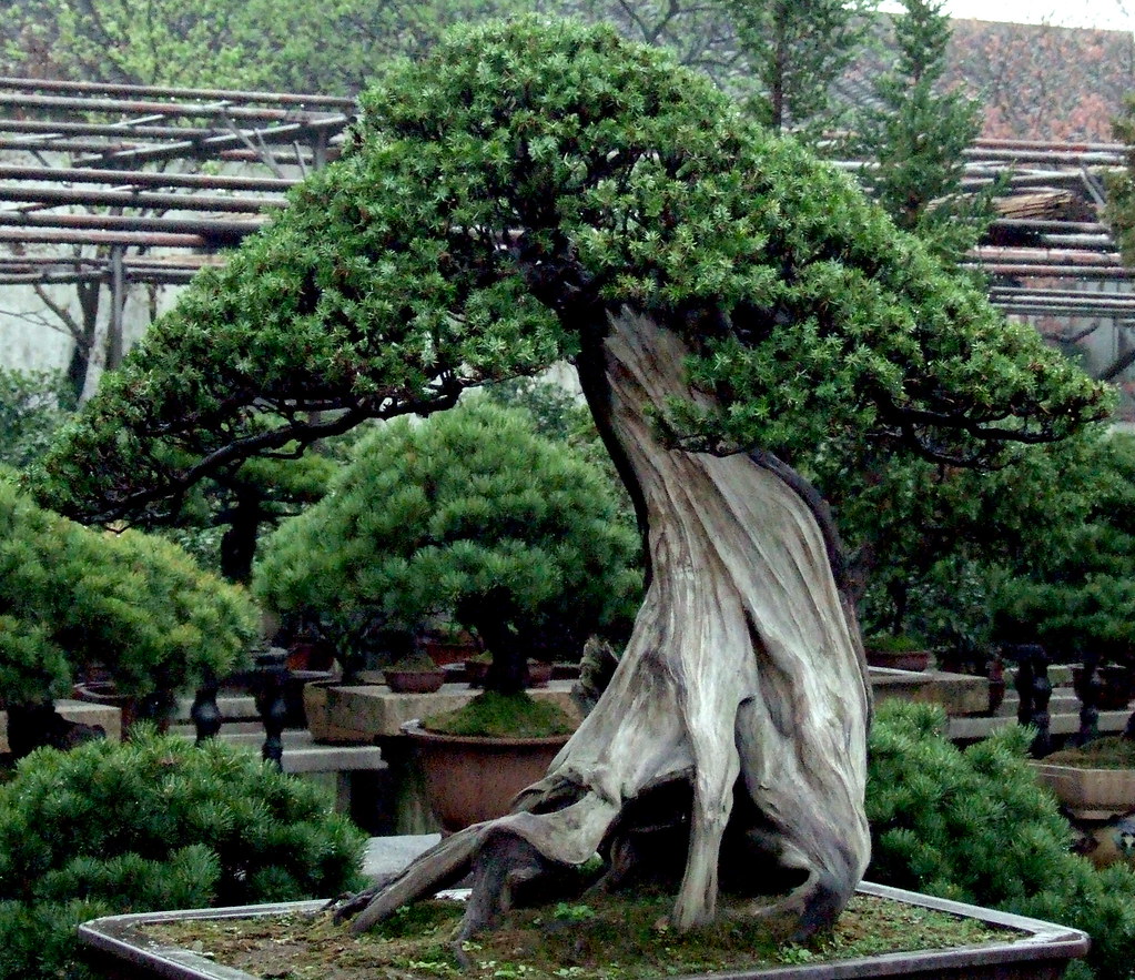 Bonsai The oldest known living bonsai trees are in the col… Flickr