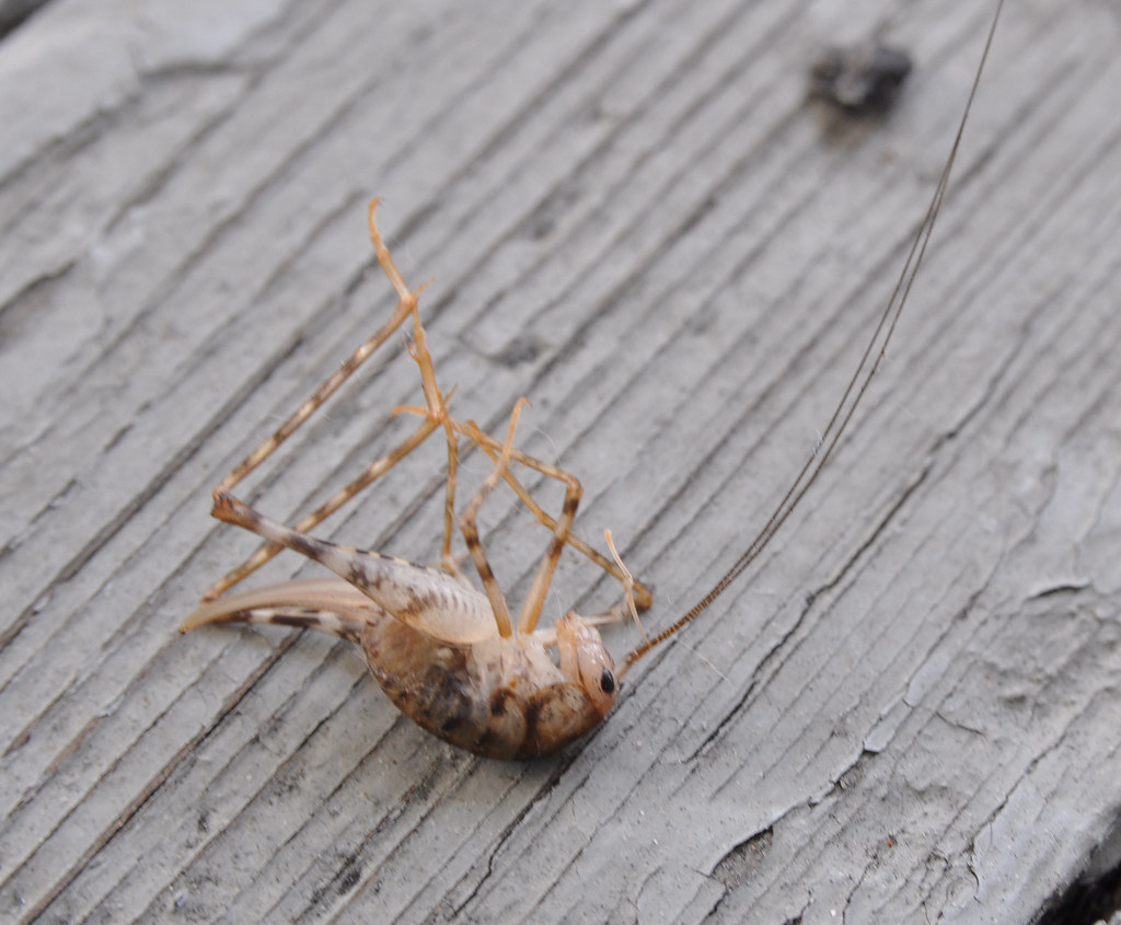 this bug tried to kill me today. it looks like a shrimp. Flickr