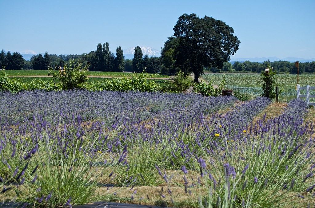 sauvie island lavender farm tour smelled nice AND had free… Flickr