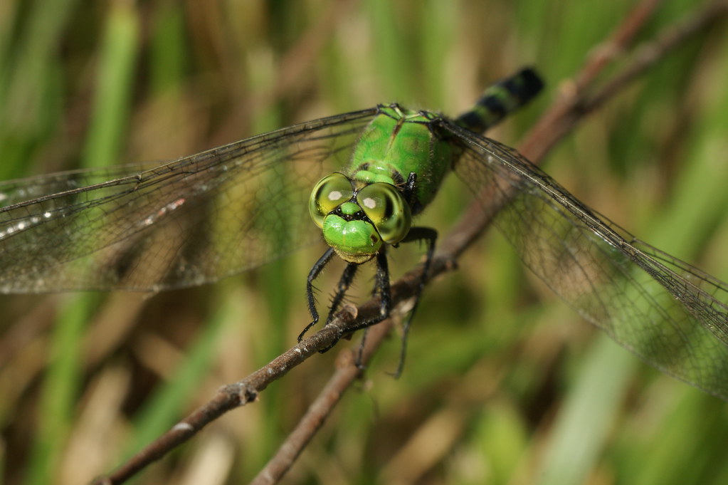 Dragonflies Bite I have been practicing sneaking up on awa… Flickr