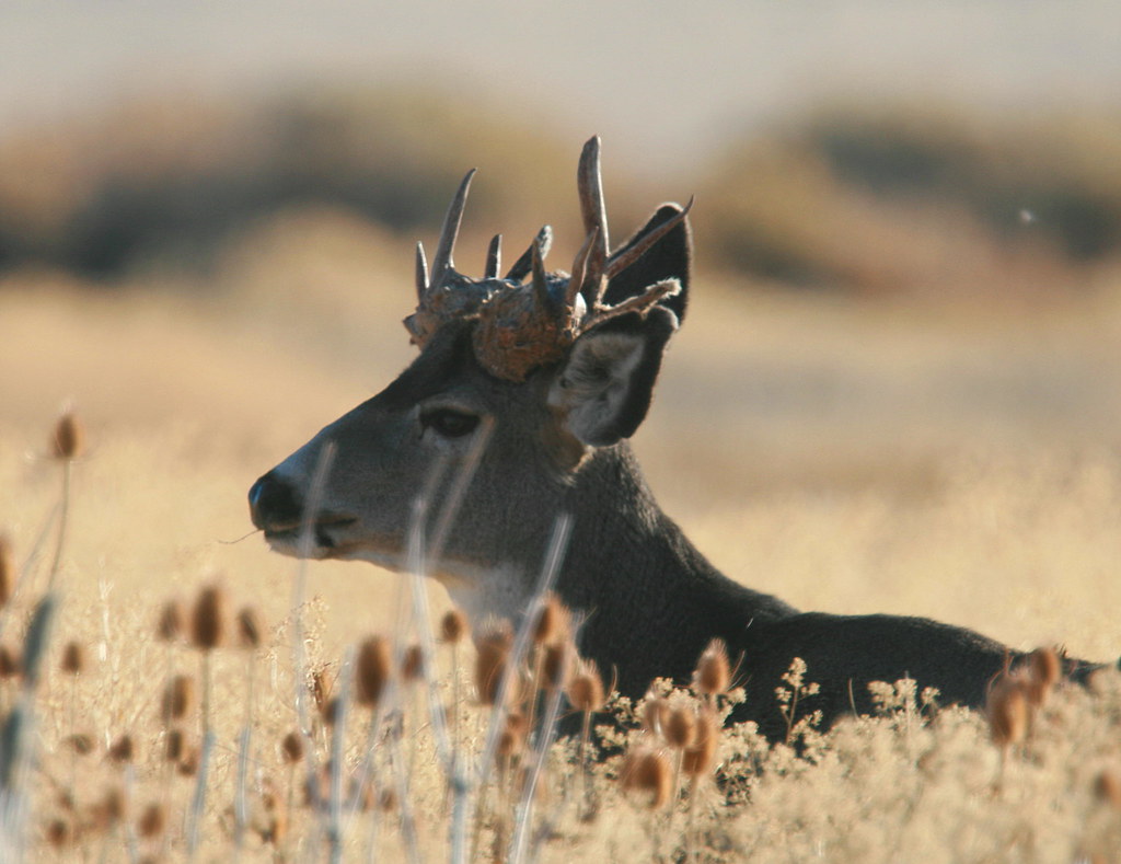 Cactus buck calljohn1 Flickr