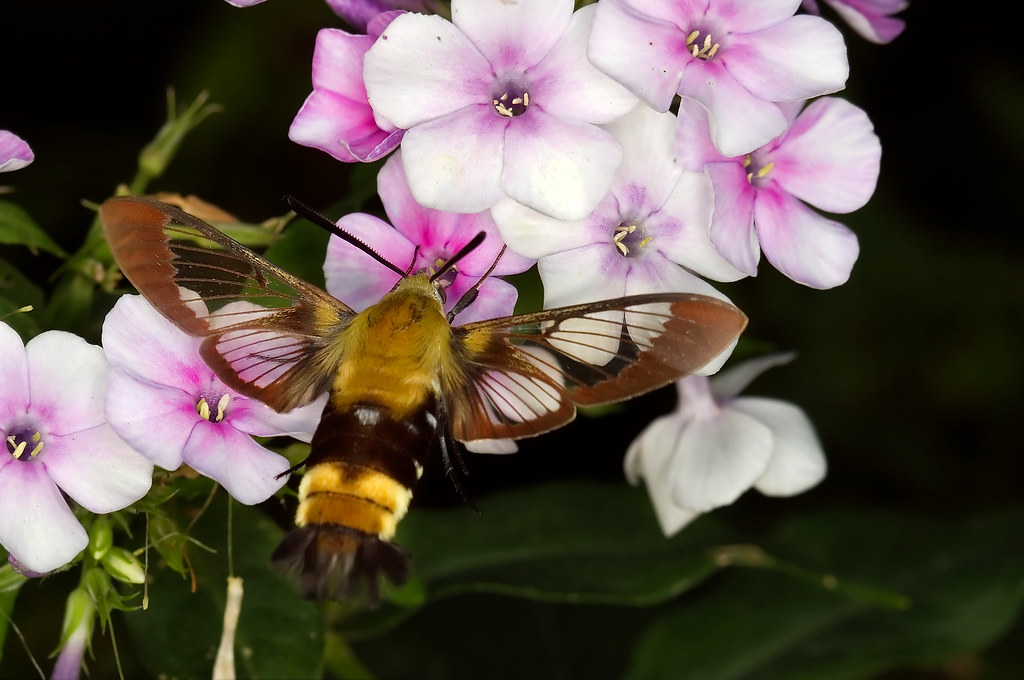 Hummingbird Moth at Zilker Botanical Gardens, Austin, TX Flickr