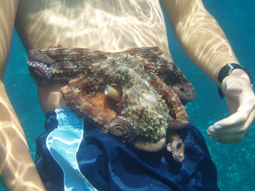 Octopus The octopus is about as intelligent as a human tod… Flickr