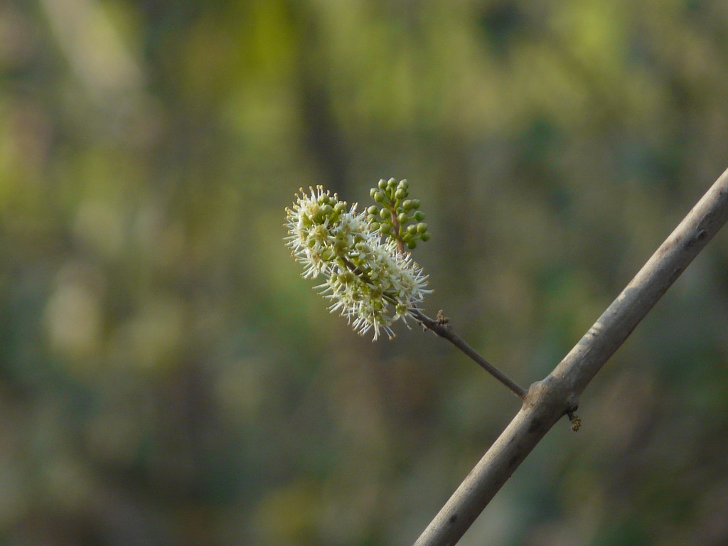 Piluki (Marathi पिळुकी) Combretaceae (rangoon creeper fam… Flickr