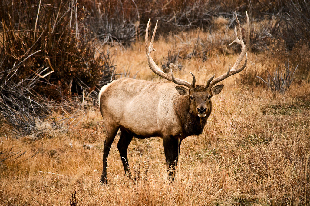 rocky mountain elk Bear River State Park, Evanston, Wyomin… Flickr