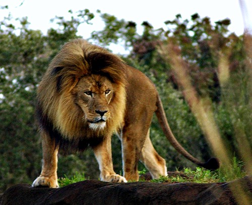 Mount Davis High Tower�s Fall Foliage View Picture (Mt