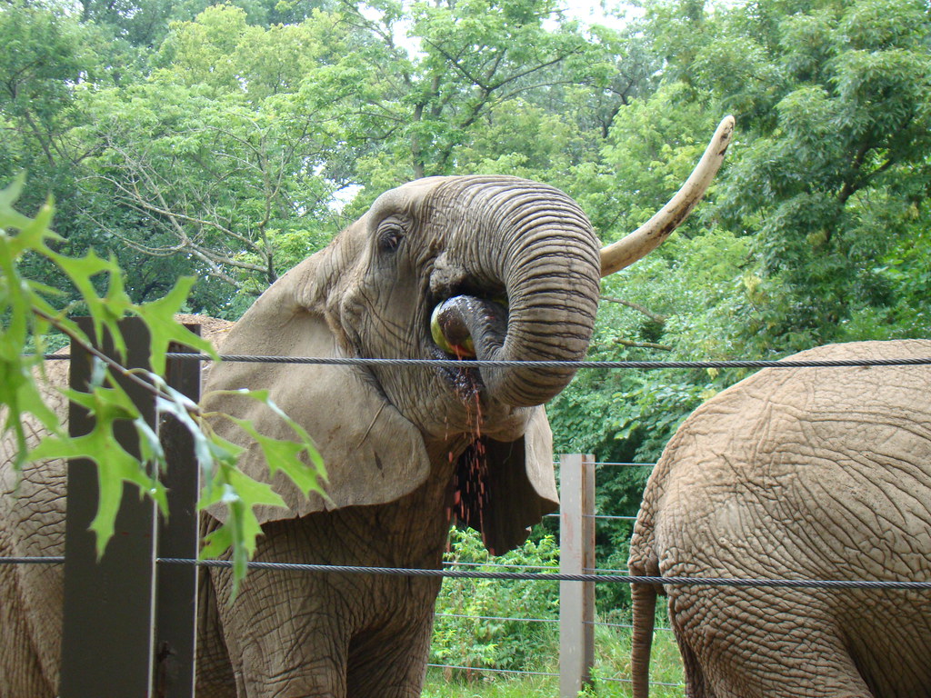Elephant Eating a Watermelon Lynn Hill Flickr