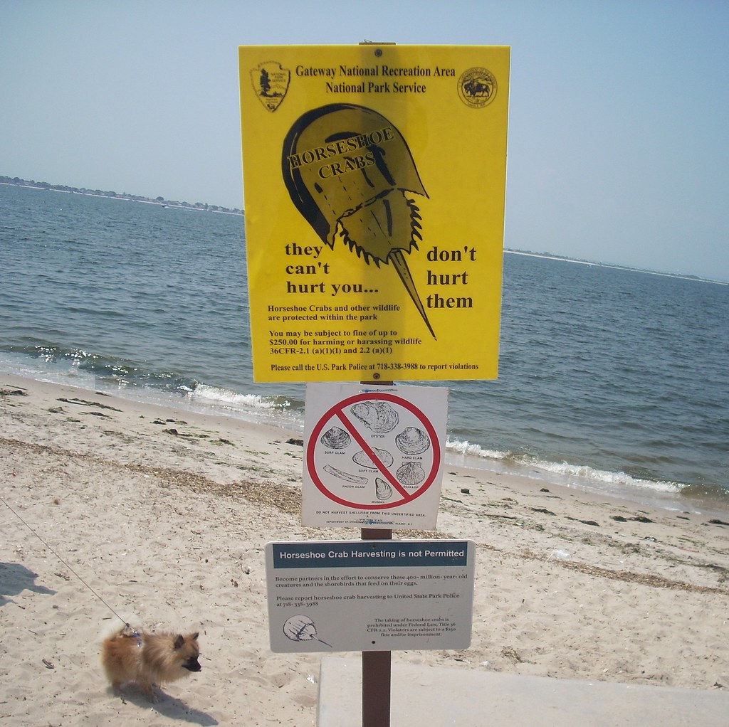 9 Horseshoe Crabs Can't Hurt You I'm all for preservation… Flickr