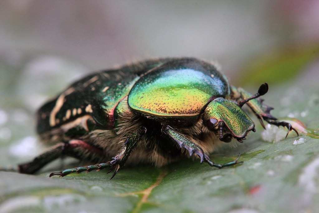 Green fruit beetle Green fruit beetle thanks for the ID … Flickr