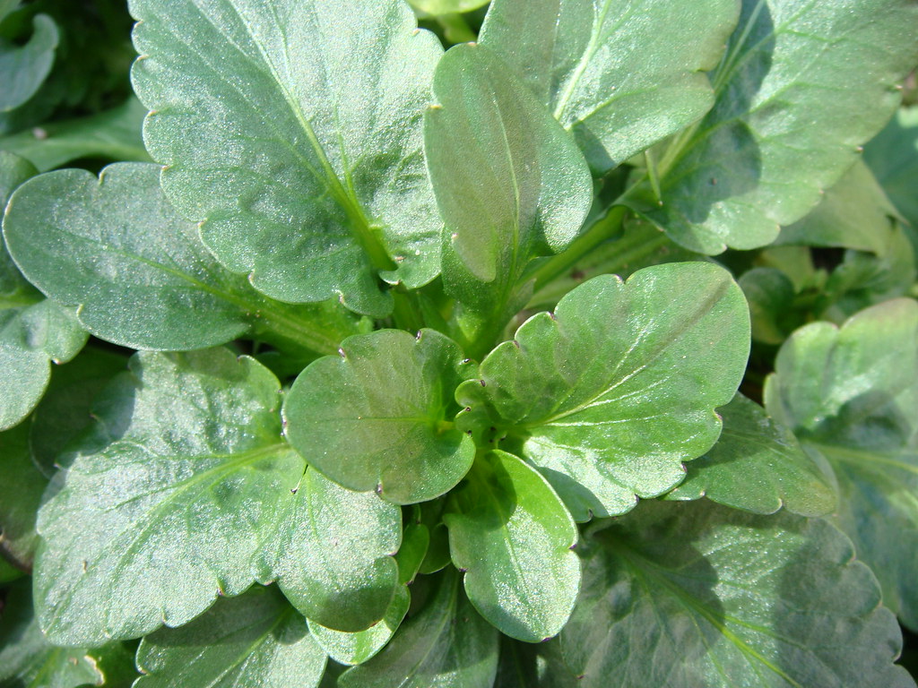 pansy leaves Louisa Billeter Flickr