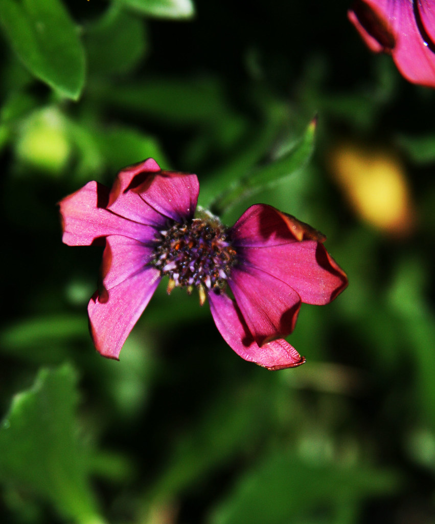 IMG_4192 My flower is losing its petals one at the time..c… Flickr