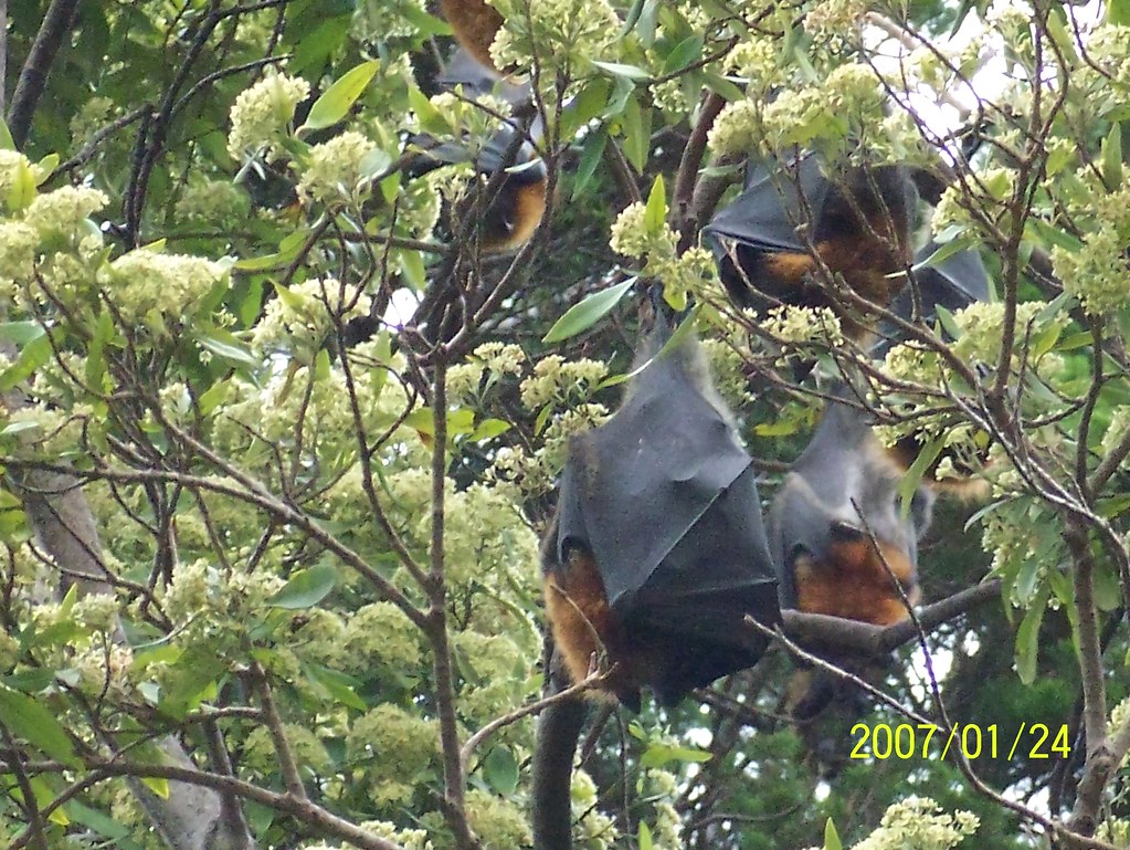 Bats in Sydney Botanical Gardens Fruit bats Greyheaded … Flickr
