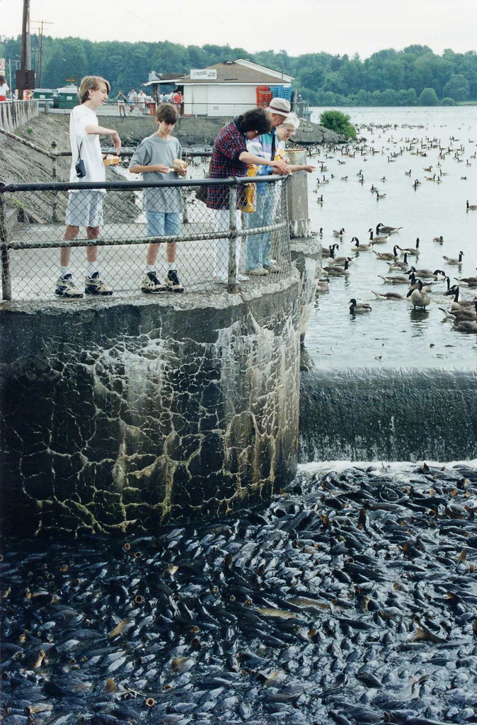 Carp at Linesville Spillway, PA, 1994 It's really one of t… Flickr