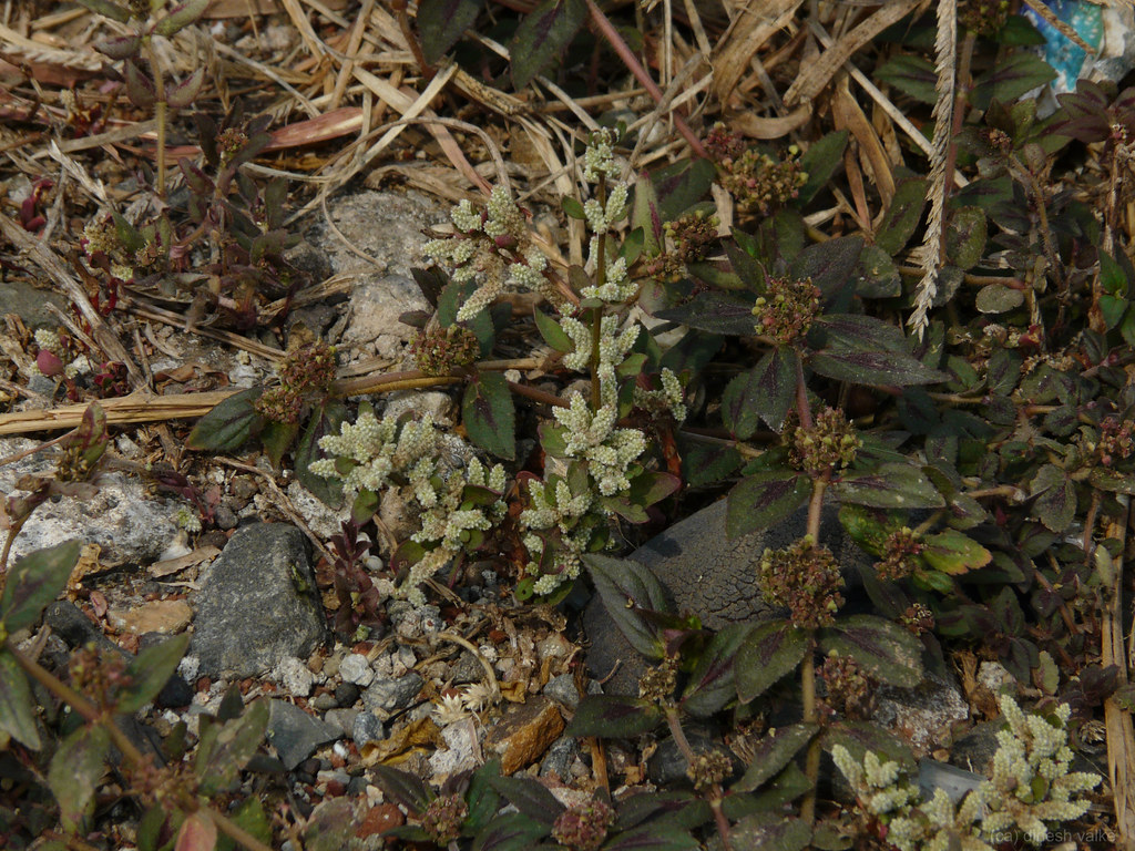 Gorakshaganja (Sanskrit गोरक्षगञ्जा) Amaranthaceae (amara… Flickr