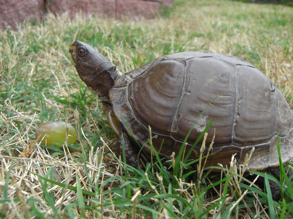 Arkansas Box Turtle Michael Chaffin Flickr