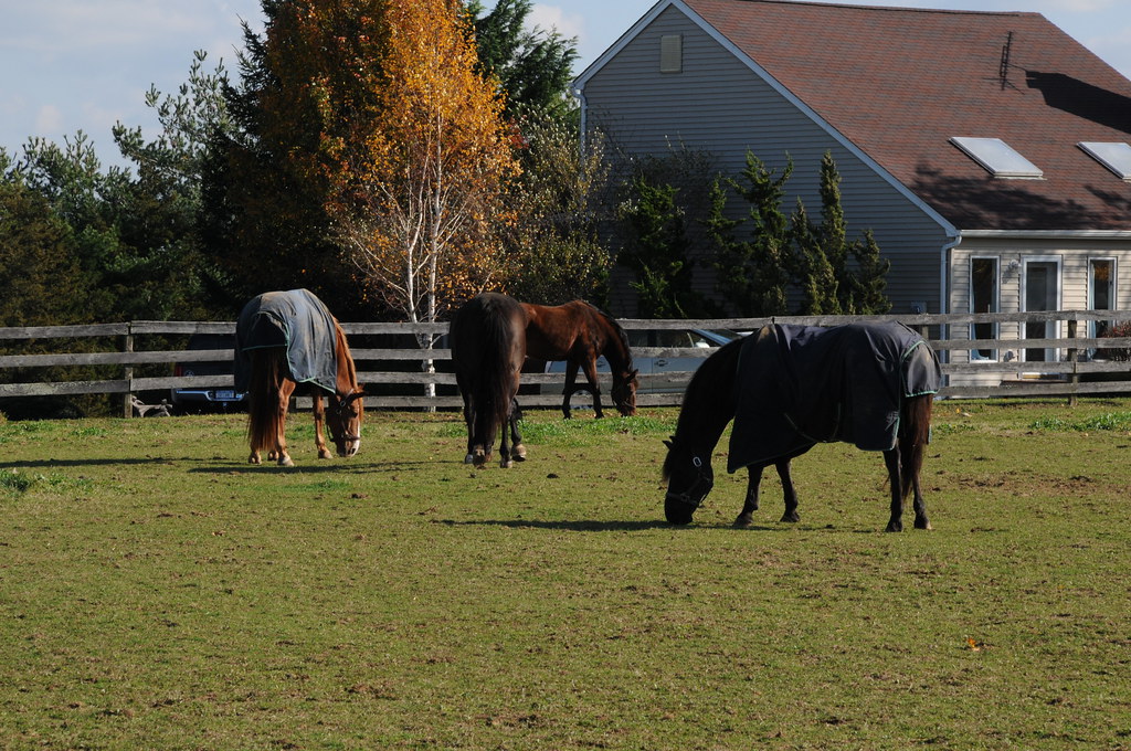 Long Island horse farms Long Island Business News Flickr