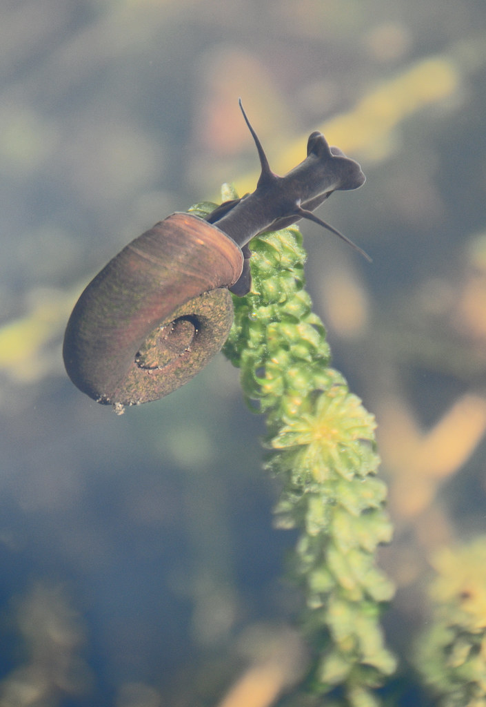Great Ramshorn Snail, Planorbarius corneus, Pond Snail, Wa… Flickr