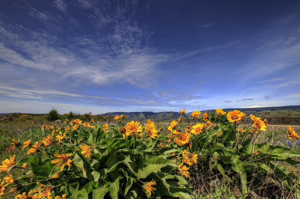 Wildflowers at Rowena Crest Balsamorhiza Careyana HDR Flickr